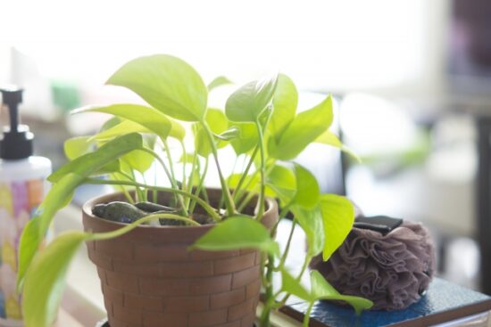 風水で選ぶ！場所別におすすめの観葉植物をご紹介♪