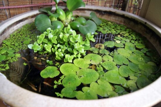 越冬対策！寒くても枯れないビオトープ向けの水草をピックアップ♪