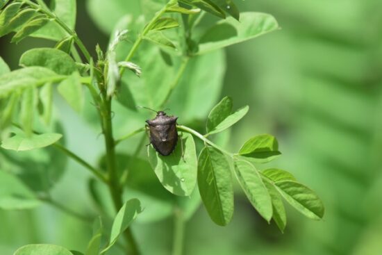 ベランダの洗濯物に虫を寄せ付けない効果抜群の方法とは？